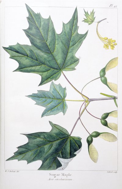 Acero zuccherino da Pierre Joseph Redouté